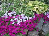 petunias with hosta